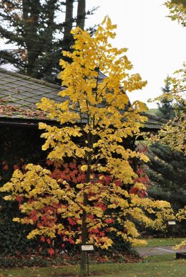 Tilia tomentosa - lípa stříbrná - podzimní habitus